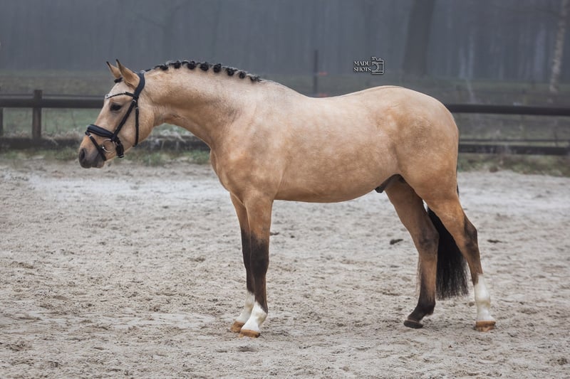 german-riding-pony-stallion-