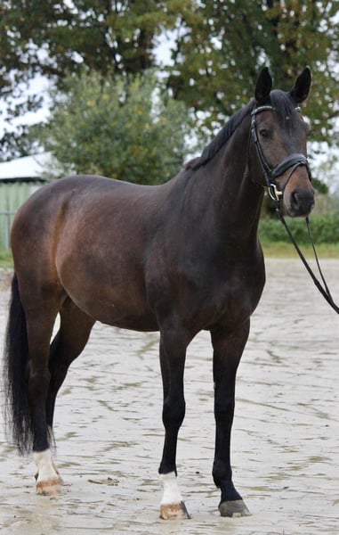 German Sport Horse Gelding 11 years 17 hh Bay-Dark in Nisterau