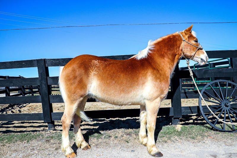 Haflinger Gelding 10 years 14 hh Sorrel in Hillsboro KY