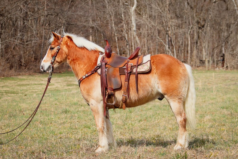 Haflinger Gelding 10 years 14 hh Sorrel in Hillsboro KY