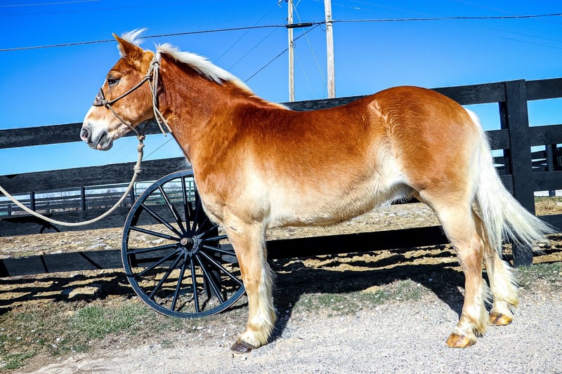 Haflinger Gelding 10 years 14 hh Sorrel in Hillsboro KY