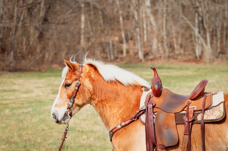 Haflinger Gelding 10 years 14 hh Sorrel in Hillsboro KY