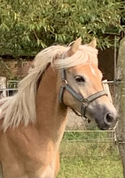Haflinger, Hengst in Suhlendorf