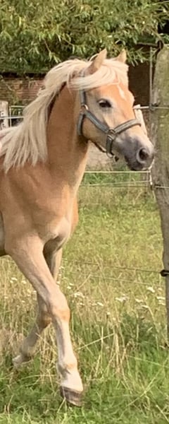 Haflinger, Hengst in Suhlendorf