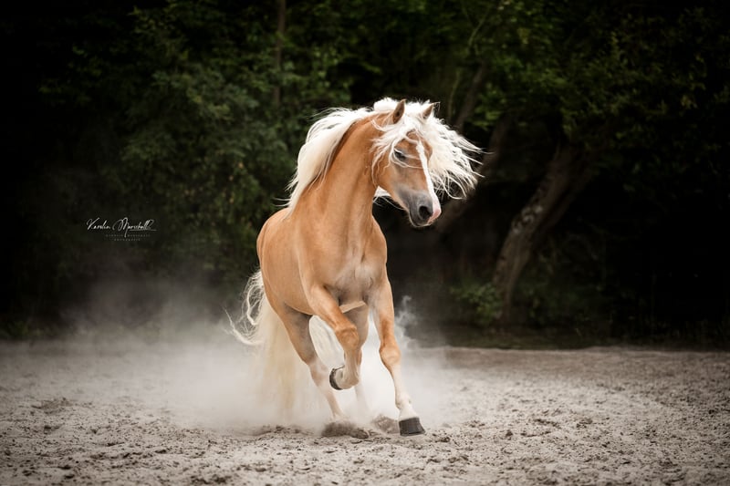 Haflinger, Hengst in Staufenberg