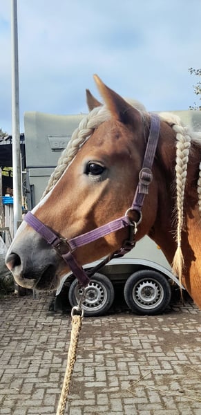 Haflinger, Hengst in Niederzier
