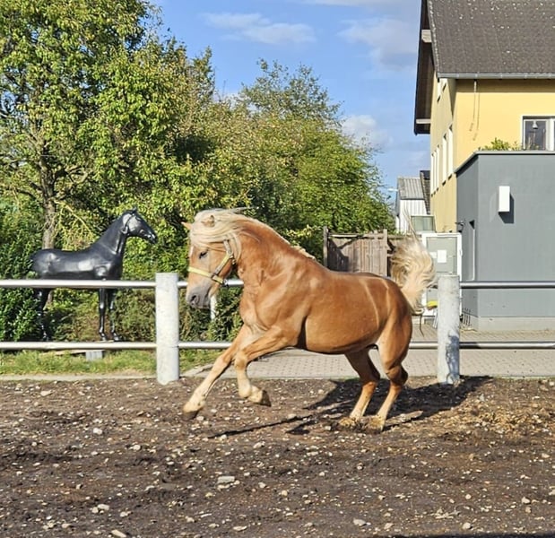 Haflinger, Hengst in Niederzier