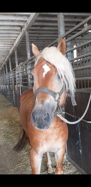 Haflinger, Hengst in Niederzier