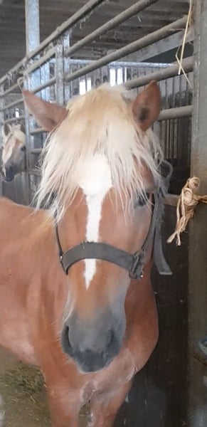 Haflinger, Hengst in Niederzier