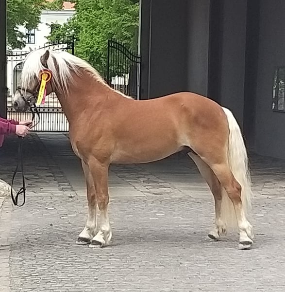 Haflinger, Hengst in Adorf