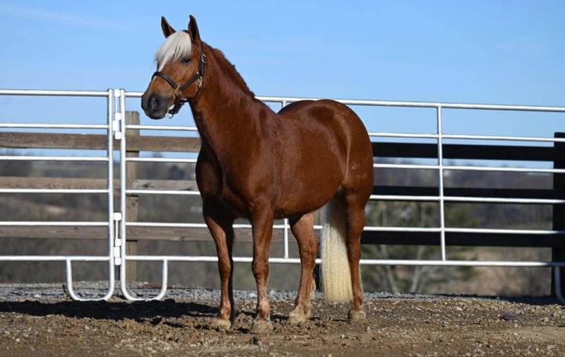 Haflinger Mare 10 years 13,1 hh Chestnut in Millersburg OH