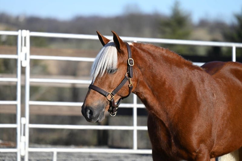 Haflinger Mare 10 years 13,1 hh Chestnut in Millersburg OH