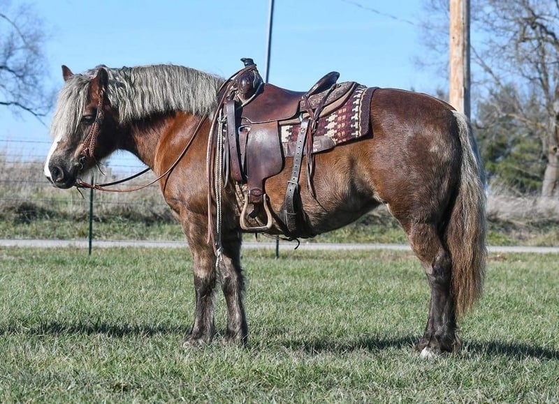 Haflinger Mare 14 years 14 hh Chestnut in Buffalo, MO