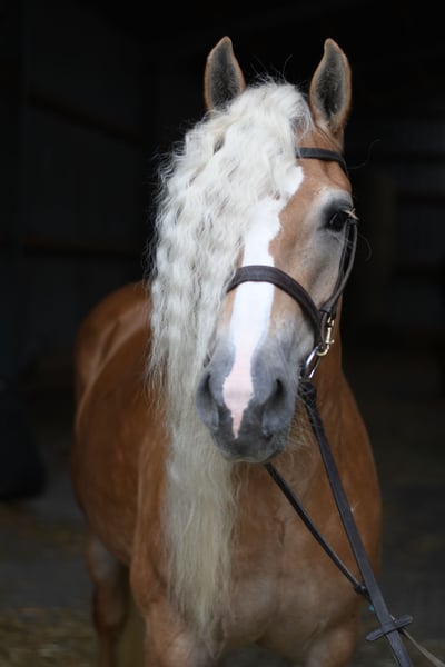 Haflinger, Stute in Geilenkirchen