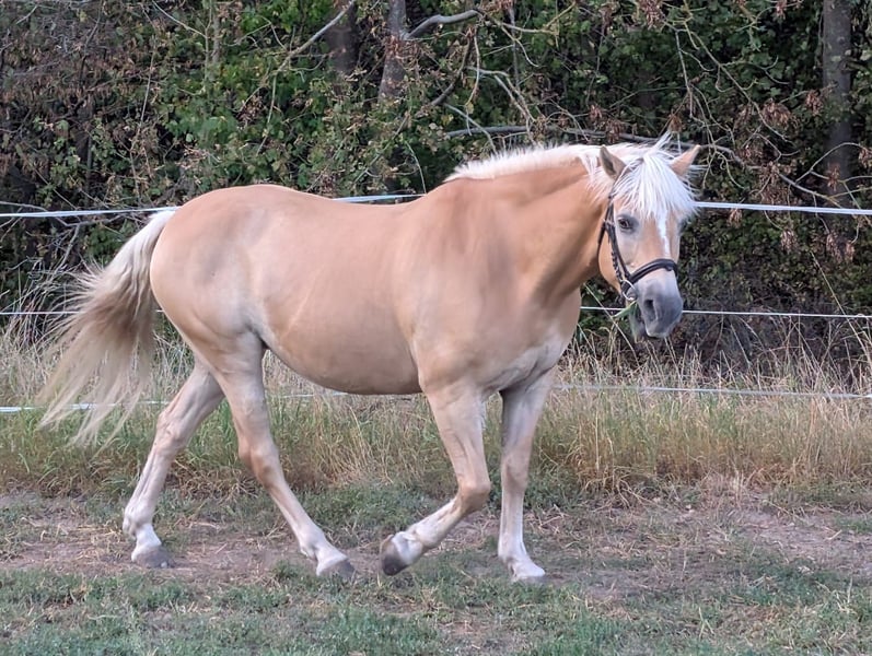 Haflinger, Stute in Uetze