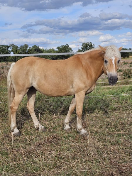 Haflinger, Stute in Uetze