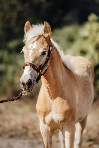 Haflinger, Stute in Trebbin