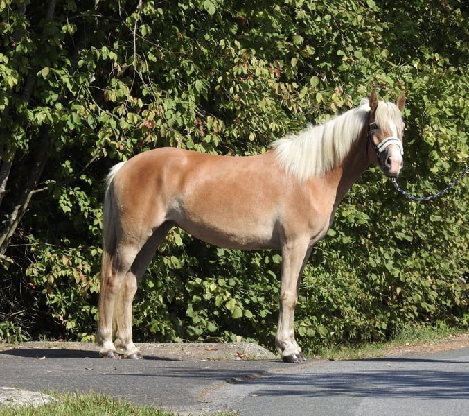 Haflinger, Stute in Verl