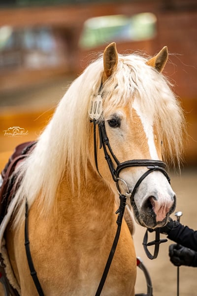 Haflinger, Stute in Simmerath