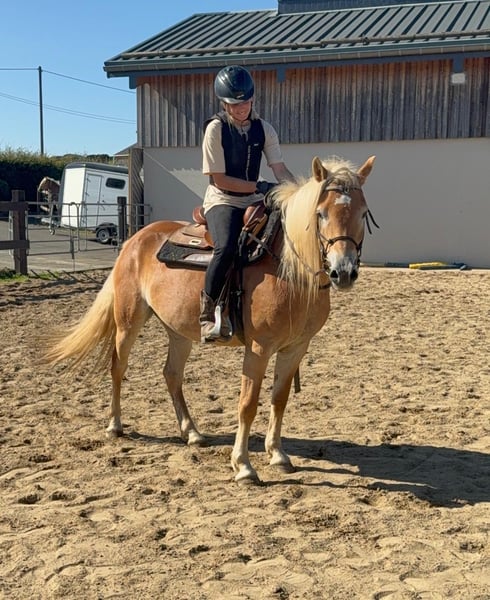 Haflinger, Stute in Daleiden