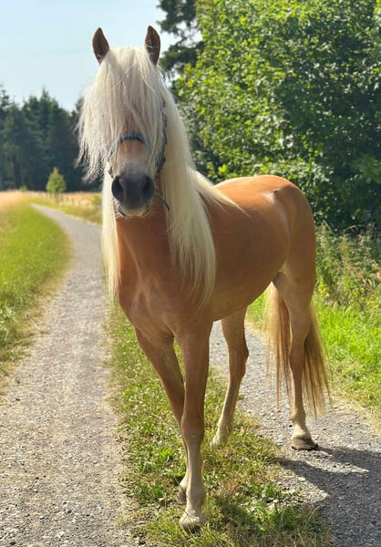 Haflinger, Stute in Nürburg
