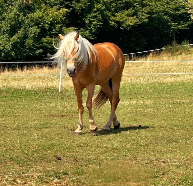 Haflinger, Stute in Nürburg