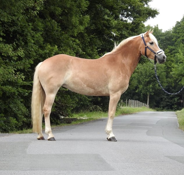 Haflinger, Stute in Verl