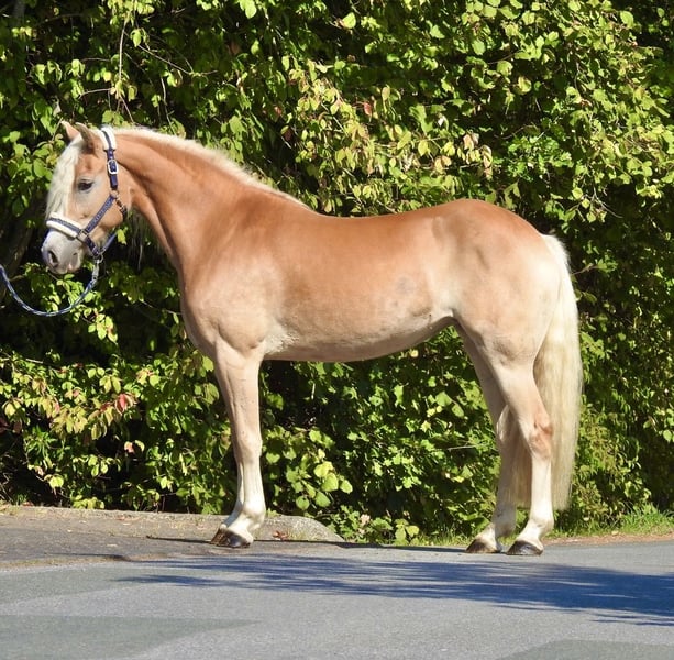 Haflinger, Stute in Verl