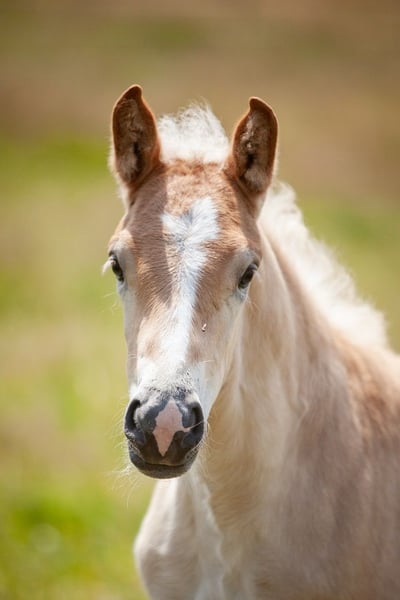 Haflinger, Stute in Karlsbad