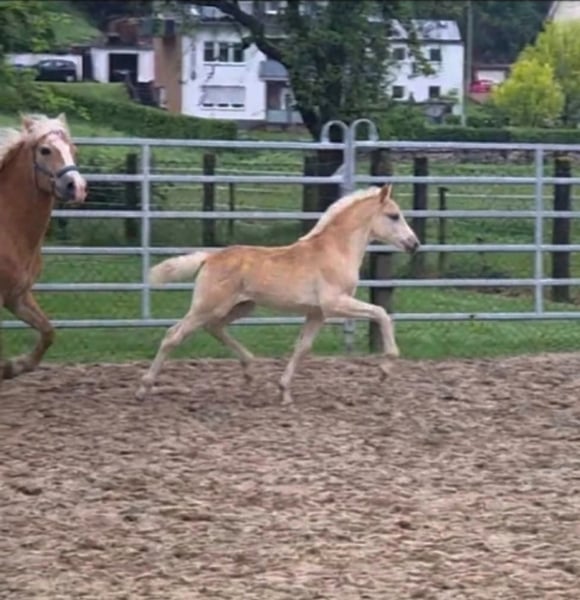 Haflinger, Stute in Borchen
