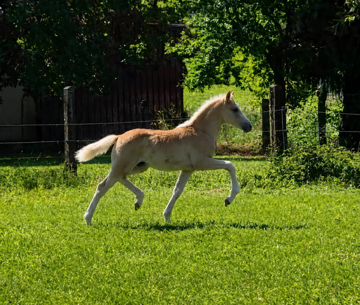 Haflinger, Stute in Borchen