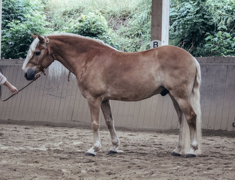 Haflinger, Wallach in Haldenwang