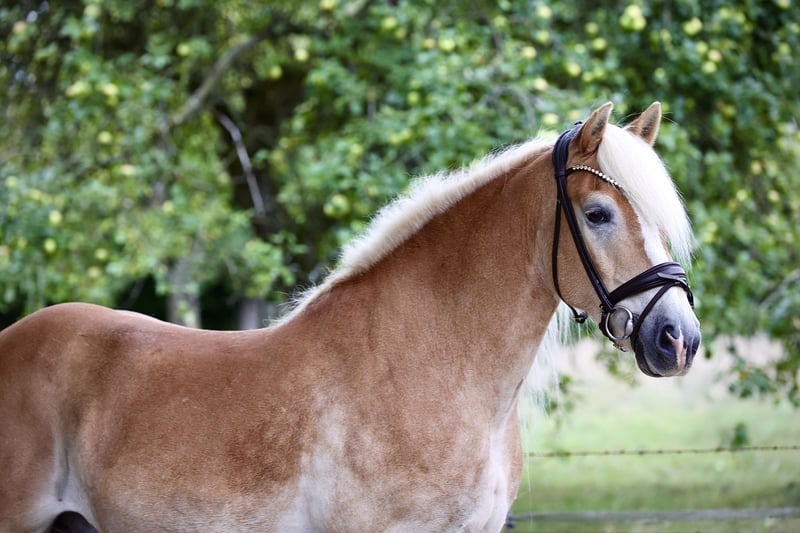 Haflinger, Wallach in Windhagen