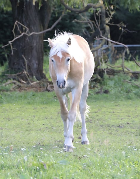 Haflinger, Wallach in GNEWIKOW