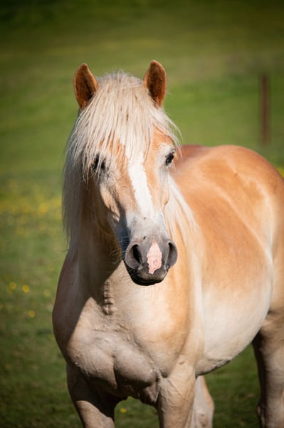 Haflinger, Wallach in Wuppertal