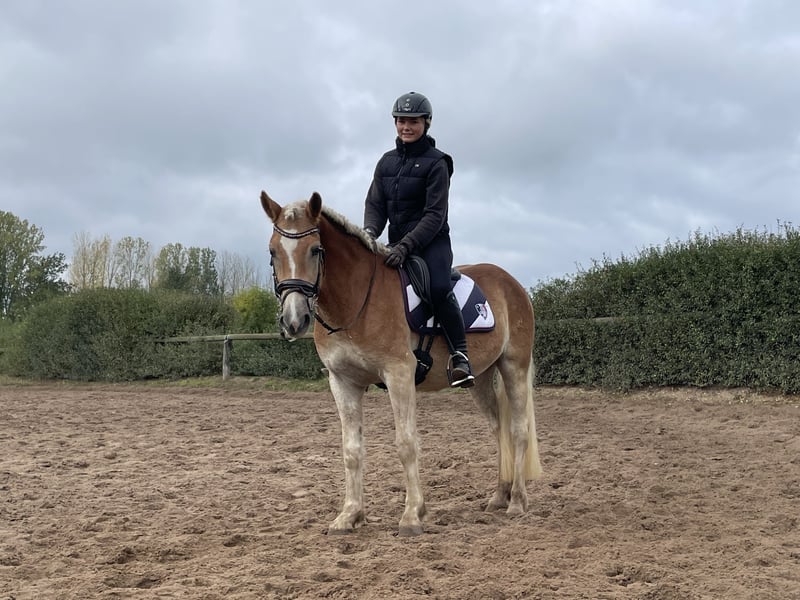 Haflinger, Wallach in Trebbin