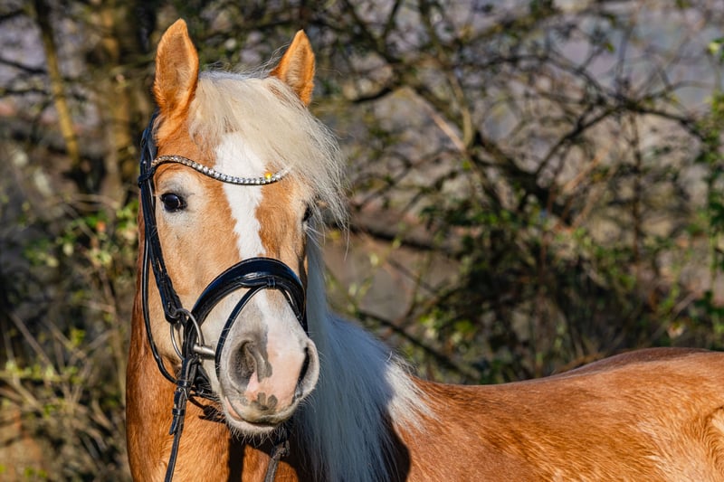 Haflinger, Wallach in Mömbris