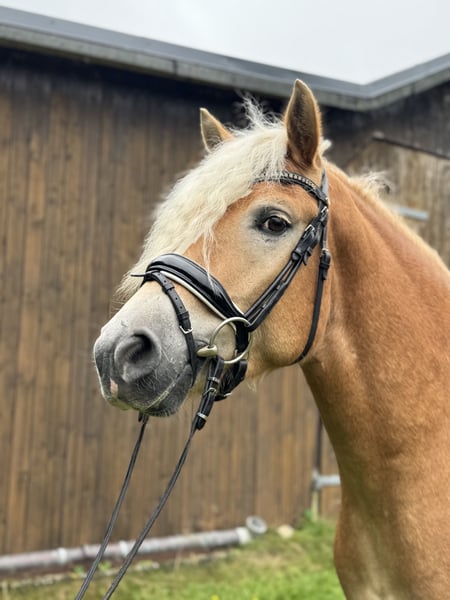 Haflinger, Wallach in Bleckede
