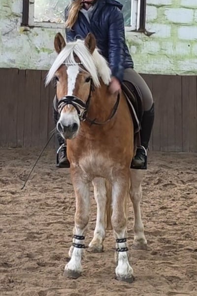 Haflinger, Wallach in Braunschweig