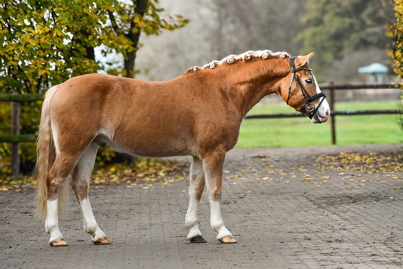Haflinger, Wallach in Riedstadt