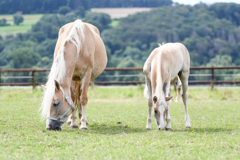 Haflinger, Wallach in Edertal