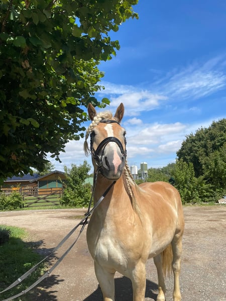 Haflinger, Wallach in Niederzier