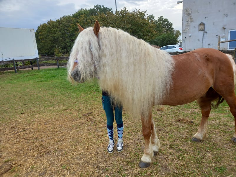 Haflinger, Wallach in Niederzier
