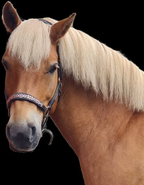 Haflinger, Wallach in Borstel