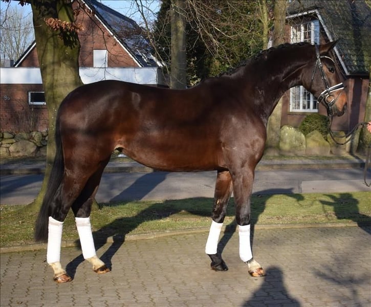 Halbaraber, Stute in Fredenbeck