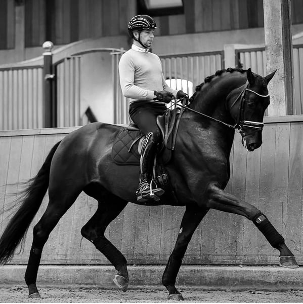 Hannoveranare Valack 10 år 172 cm Svart in Assen