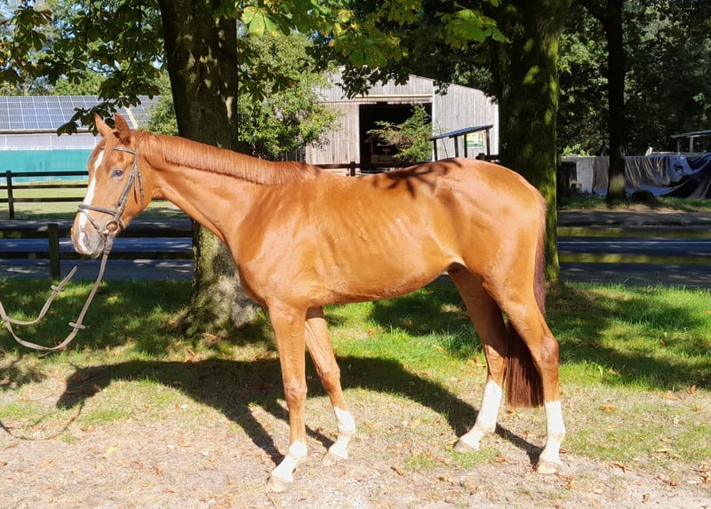 Hannoveranare Valack 3 år 169 cm fux in Bülstedt