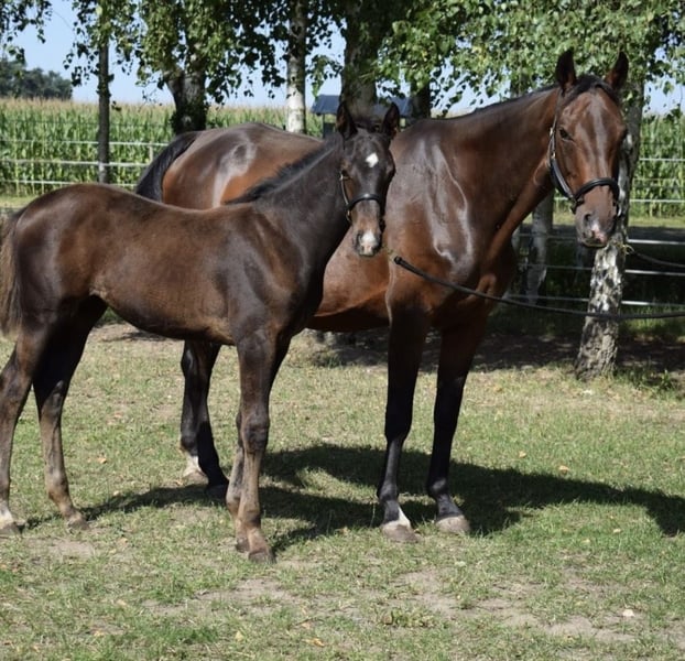 Hannoveraner, Hengst in Heiligengrabe