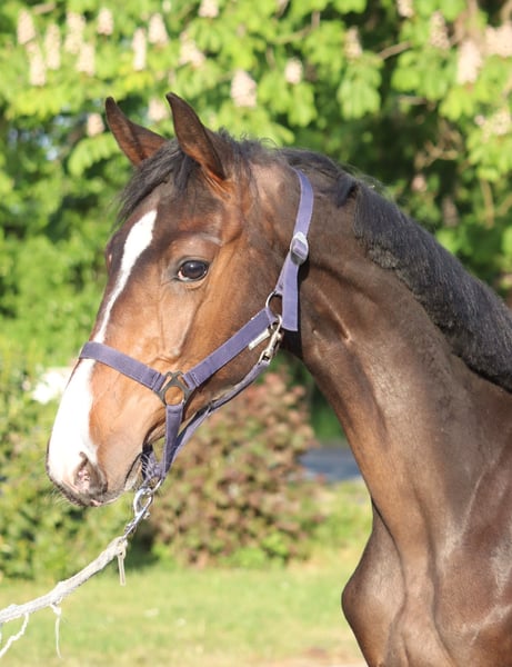 Hannoveraner, Hengst in Selsingen