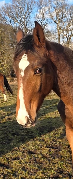 Hannoveraner, Hengst in Osterholz-Scharmbeck